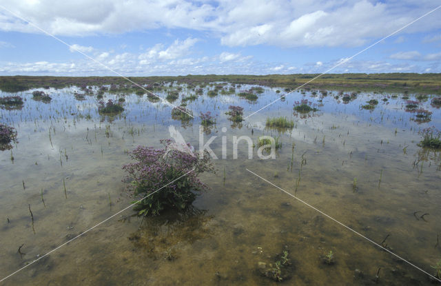 Lamsoor (Limonium vulgare)