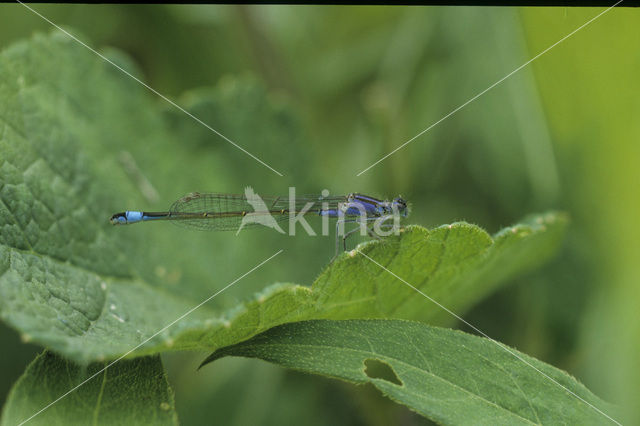 Lantaarntje (Ischnura elegans)