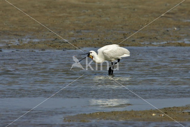 Eurasian Spoonbill (Platalea leucorodia)