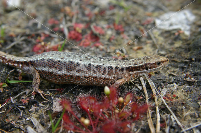 Viviparous Lizard (Zootoca vivipara)