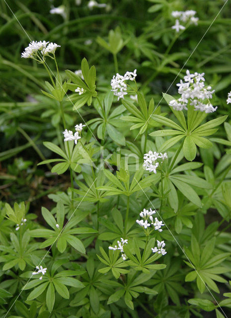 Lievevrouwebedstro (Galium odoratum)