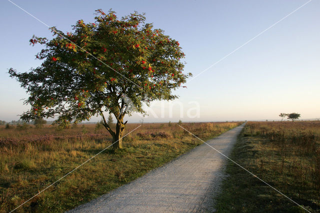 Lijsterbes (Sorbus)