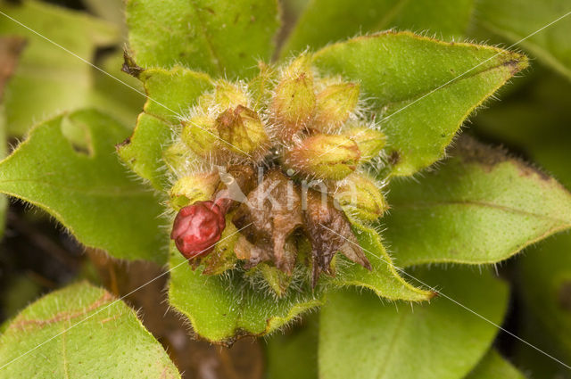 Lungwort (Pulmonaria rubra)