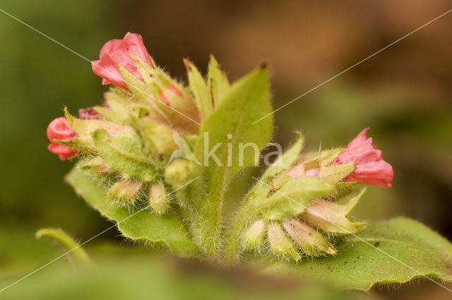 Lungwort (Pulmonaria rubra)