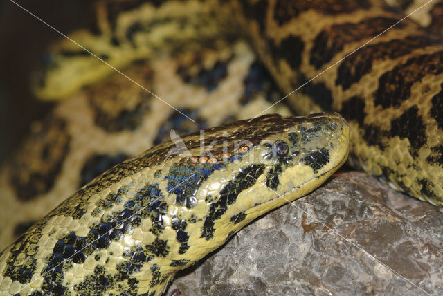 Madagaskar hondskop boa (Boa manditra)