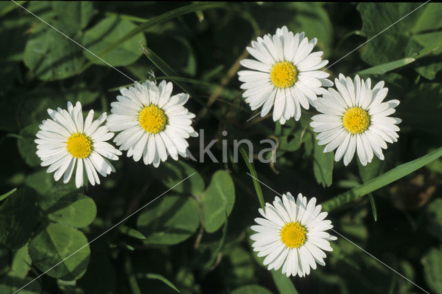 Daisy (Bellis perennis)