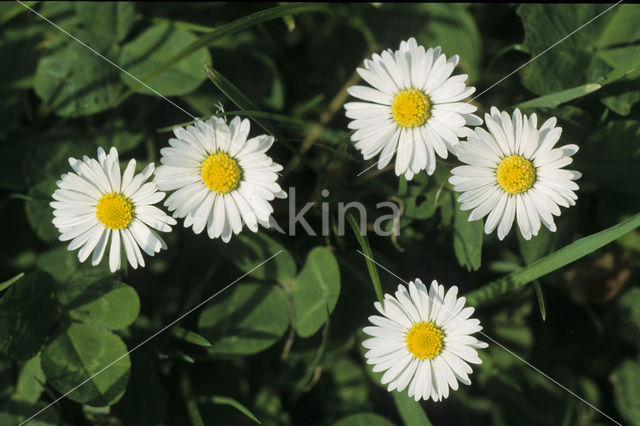 Madeliefje (Bellis perennis)