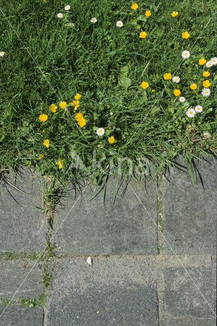 Daisy (Bellis perennis)