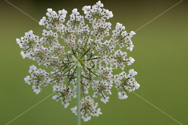 Daisy (Leucanthemum hybride)