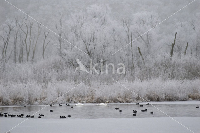 Common Coot (Fulica atra)