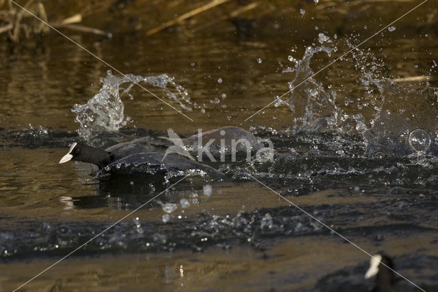 Common Coot (Fulica atra)