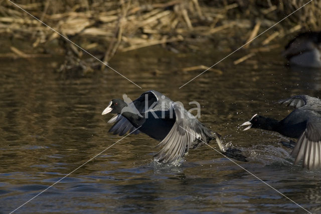 Meerkoet (Fulica atra)