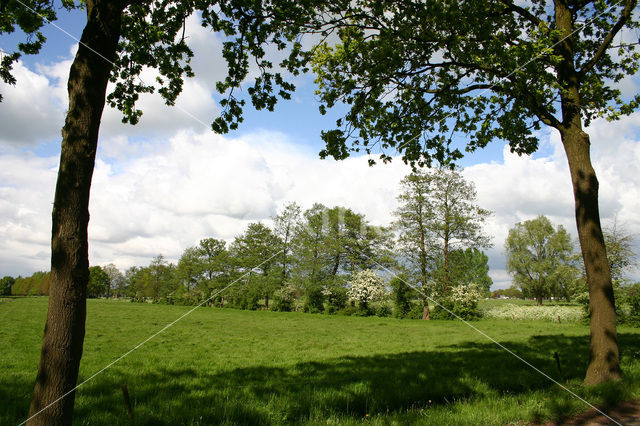 Hawthorn (Crataegus )