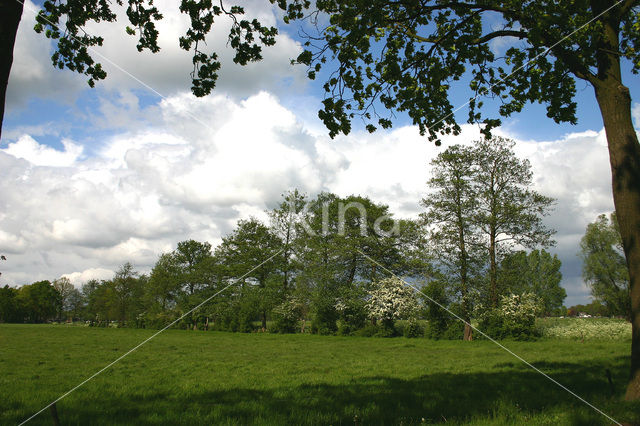 Hawthorn (Crataegus )