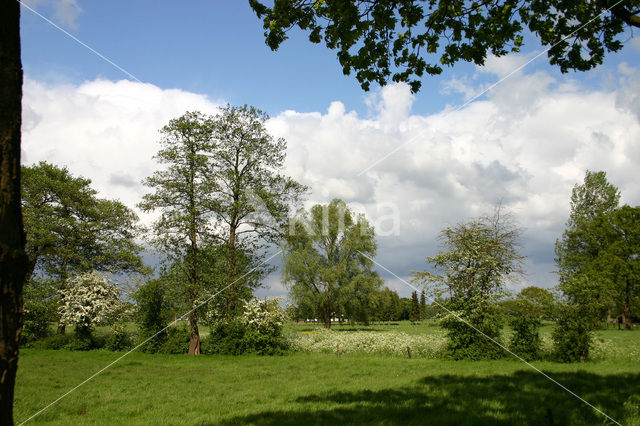 Hawthorn (Crataegus )