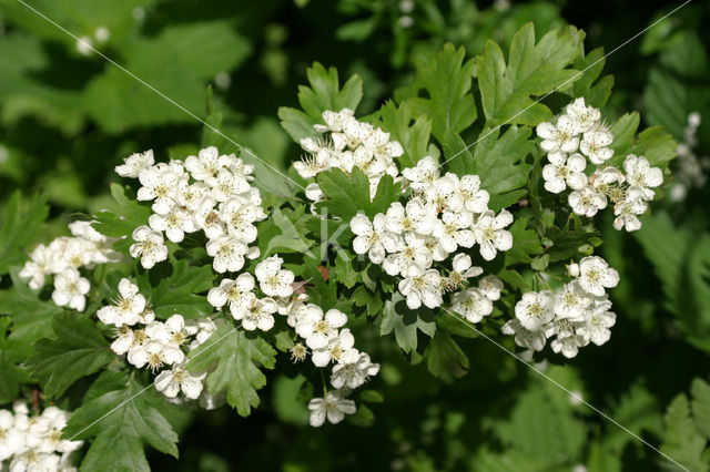 Hawthorn (Crataegus )