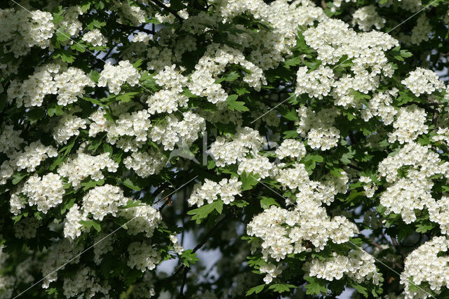 Hawthorn (Crataegus )