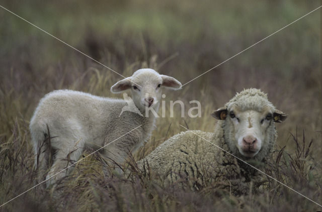 Merino schaap (Ovis domesticus)