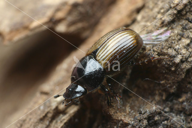 Dung beetle (Aphodius foetidus)