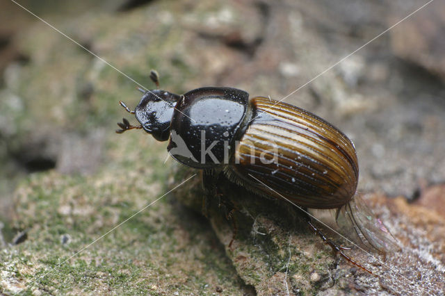 Dung beetle (Aphodius foetidus)