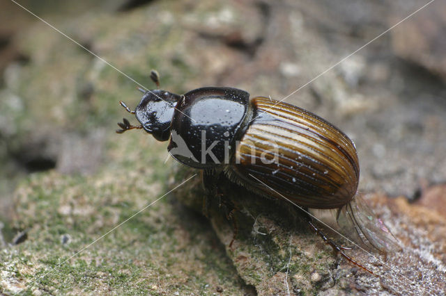 Mestkever (Aphodius foetidus)