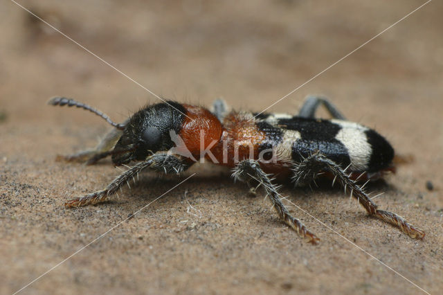 Thanasimus formicarius