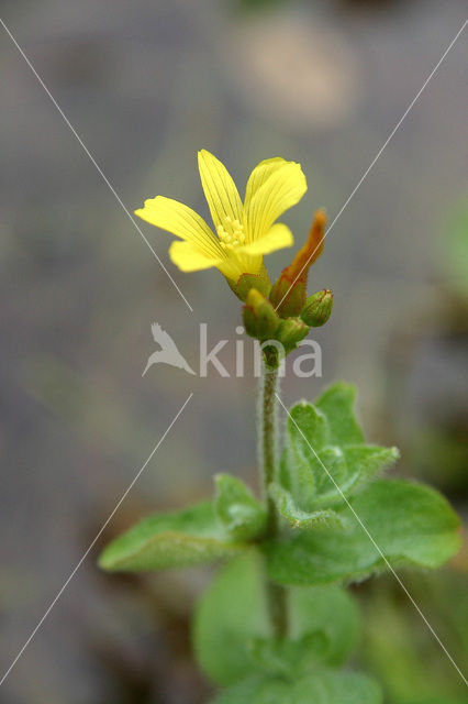 Marsh St John’s wort (Hypericum elodes)