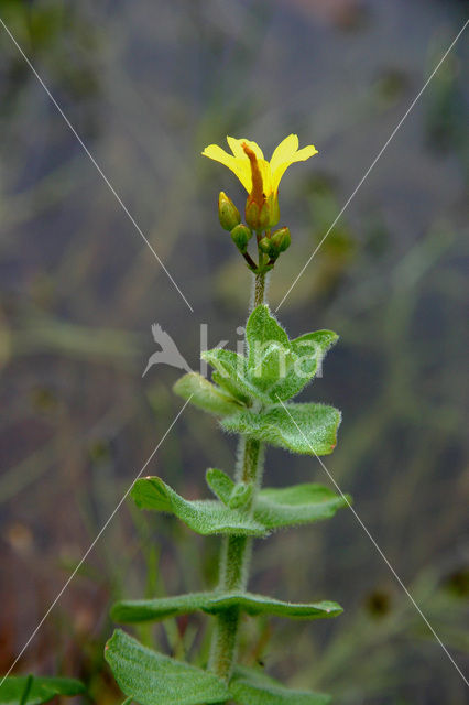 Marsh St John’s wort (Hypericum elodes)