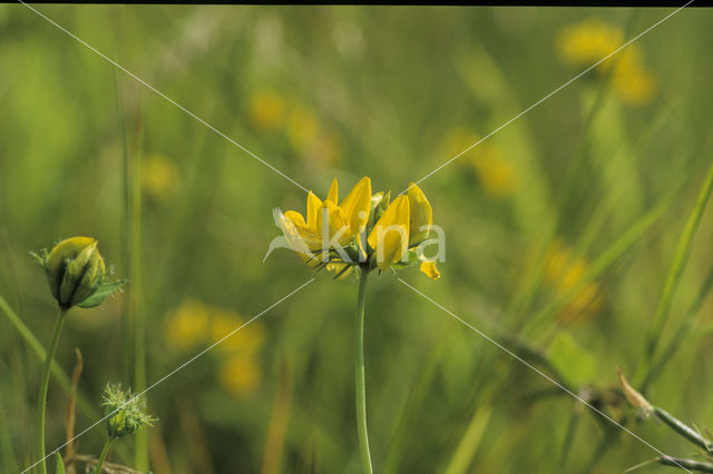 Moerasrolklaver (Lotus uliginosus)