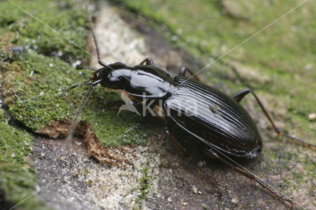 Moerassnelloper (Agonum fuliginosum)