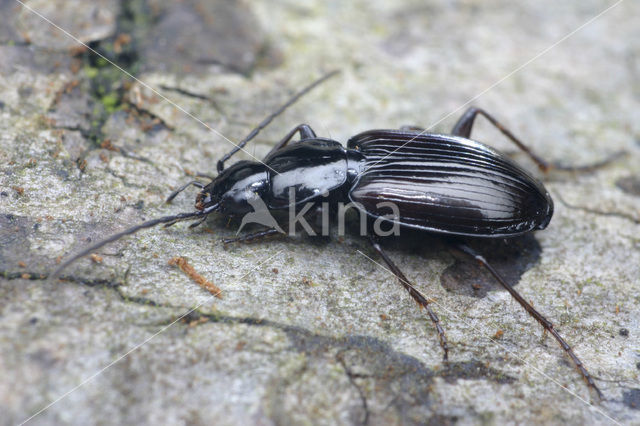 Moerassnelloper (Agonum fuliginosum)