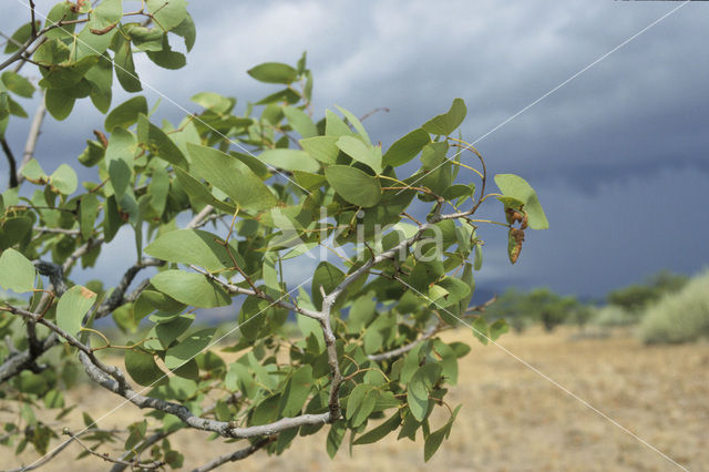 Mopane tree (Colophospermum mopane)