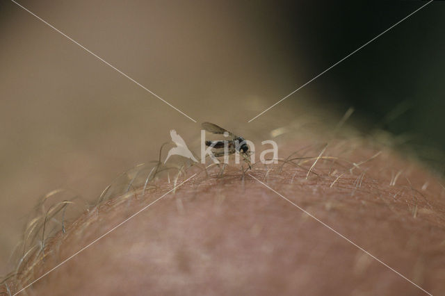mosquito