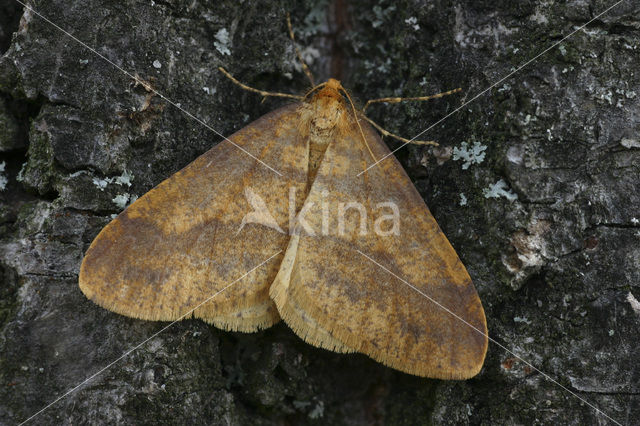 Scarce Umber (Agriopis aurantiaria)