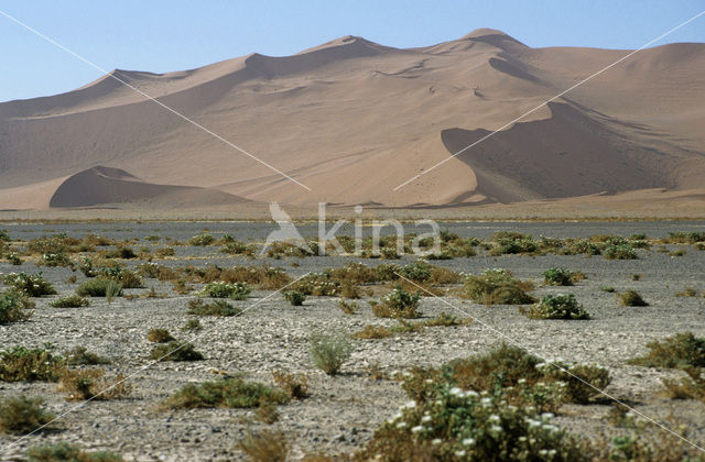 Namib naukluft national park