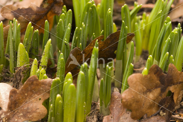 Narcis (Narcissus spec.)