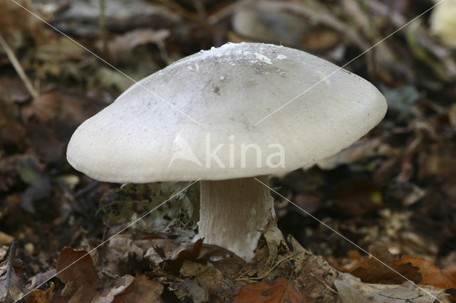 Nevelzwam (Clitocybe nebularis)