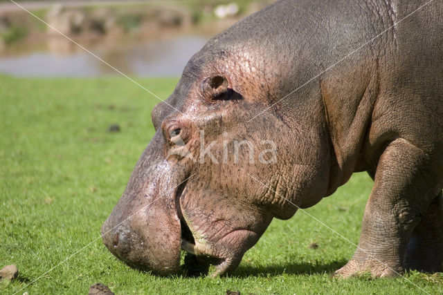 Nijlpaard (Hippopotamus amphibius)