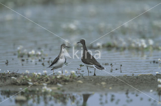 Oeverloper (Actitis hypoleucos)