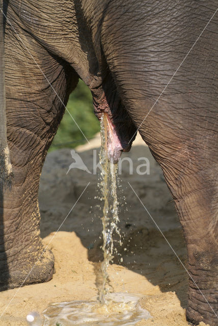 Elephant (Elephas spec)