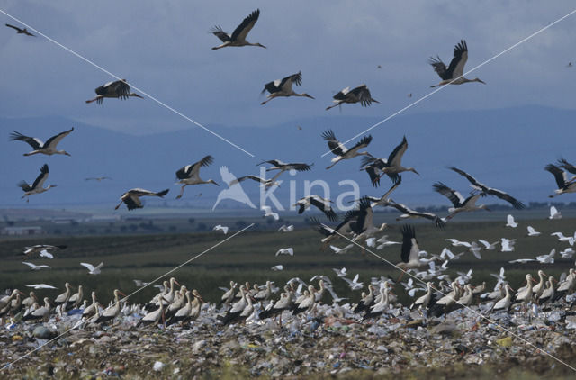 White Stork (Ciconia ciconia)