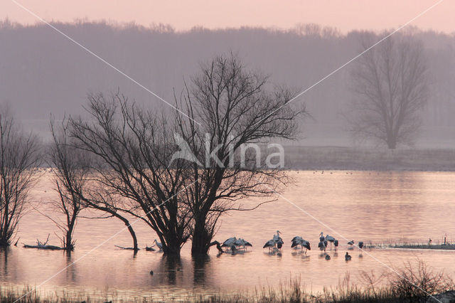 White Stork (Ciconia ciconia)