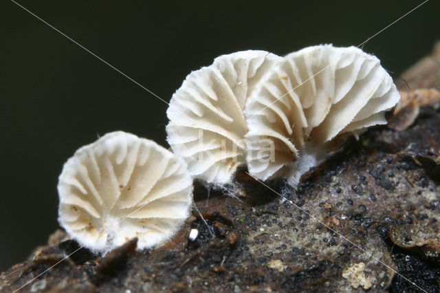 Oorzwammetje (Crepidotus sp.)
