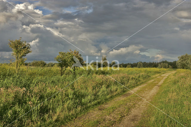 Oostvaardersplassen