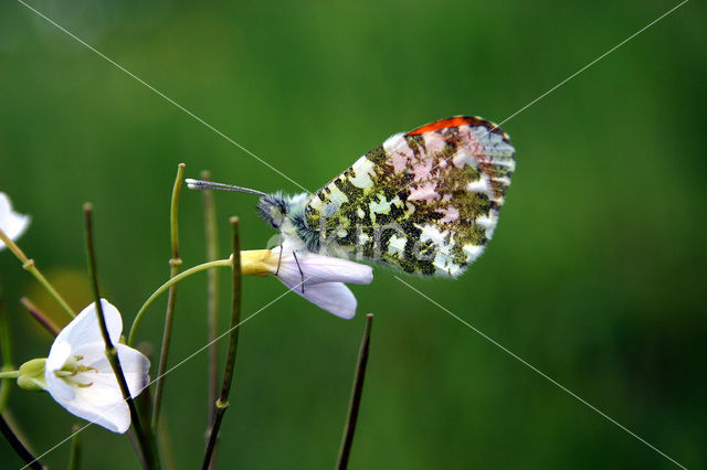 Oranjetipje (Anthocharis cardamines)