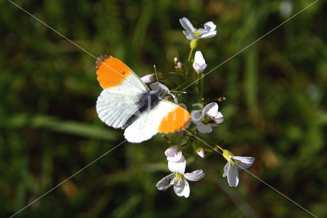Orange-tip (Anthocharis cardamines)