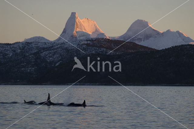 Orka