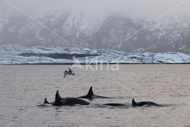 Orka