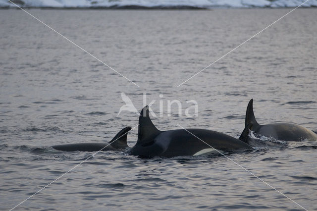 Orka