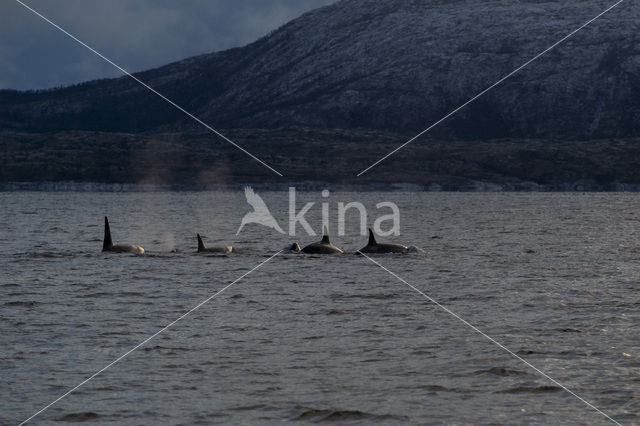 Killer Whale